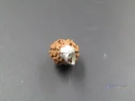 2 Mukhi Rudraksha