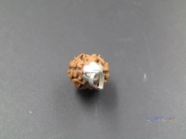 2 Mukhi Rudraksha