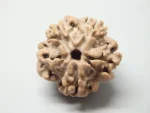 2 Mukhi Rudraksha