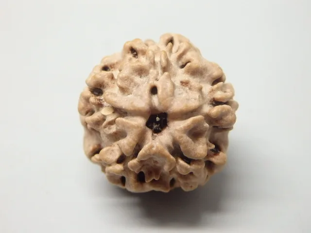 2 Mukhi Rudraksha