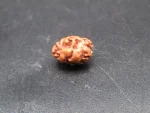 2 Mukhi Rudraksha