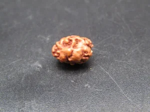 2 Mukhi Rudraksha