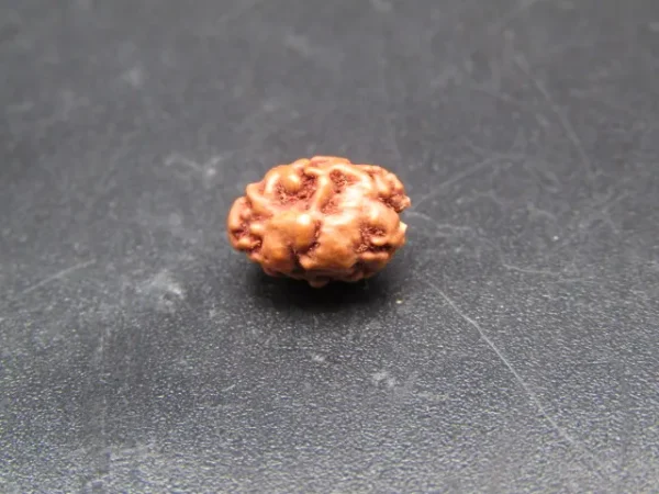 2 Mukhi Rudraksha