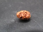 2 Mukhi Rudraksha
