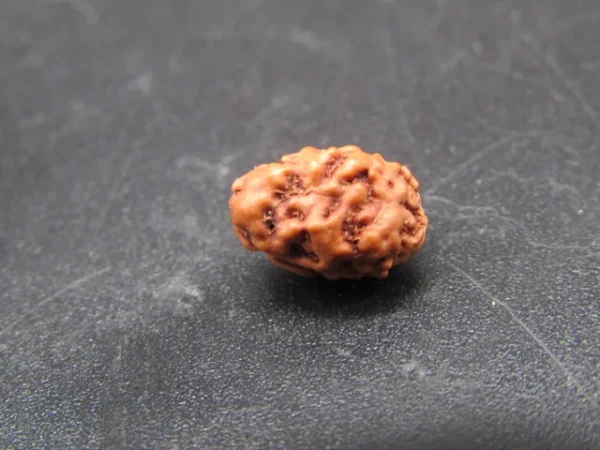 2 Mukhi Rudraksha