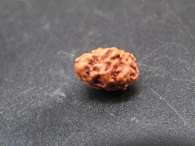 2 Mukhi Rudraksha
