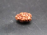 2 Mukhi Rudraksha