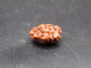 2 Mukhi Rudraksha