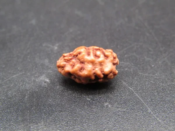 2 Mukhi Rudraksha