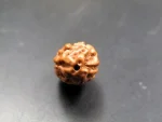 2 Mukhi Rudraksha
