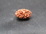 2 Mukhi Rudraksha