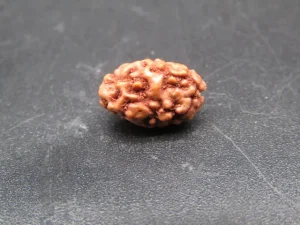2 Mukhi Rudraksha