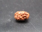2 Mukhi Rudraksha