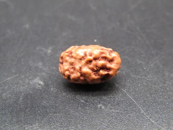 2 Mukhi Rudraksha
