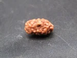 2 Mukhi Rudraksha