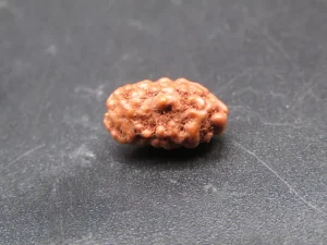 2 Mukhi Rudraksha