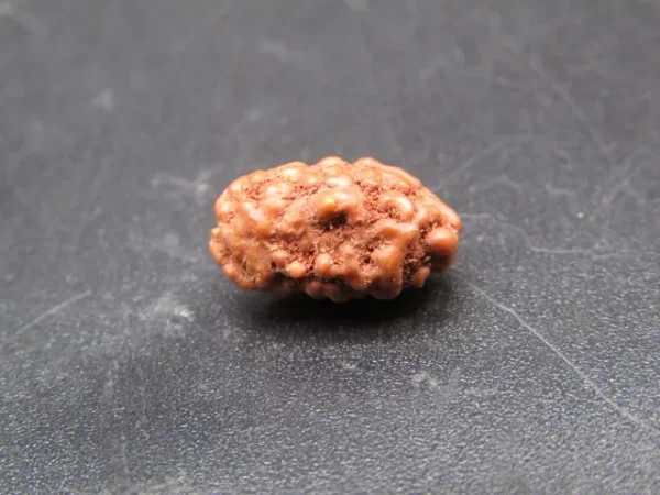 2 Mukhi Rudraksha