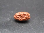 2 Mukhi Rudraksha
