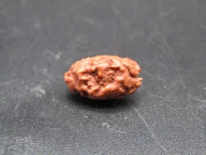 2 Mukhi Rudraksha