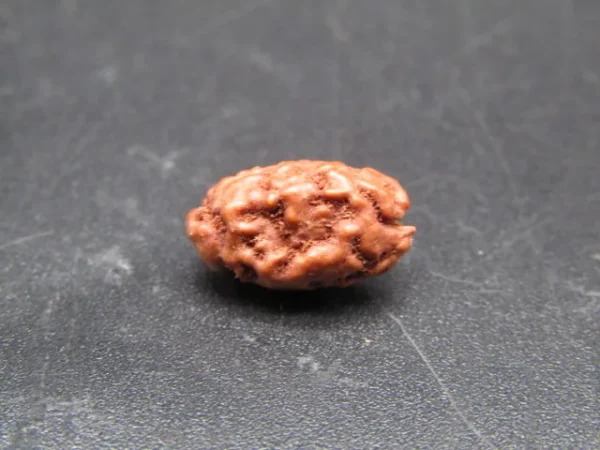2 Mukhi Rudraksha