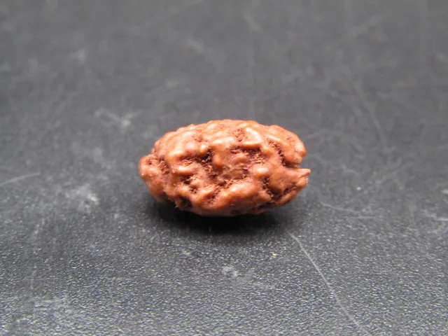 2 Mukhi Rudraksha