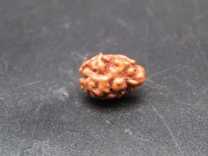 2 Mukhi Rudraksha