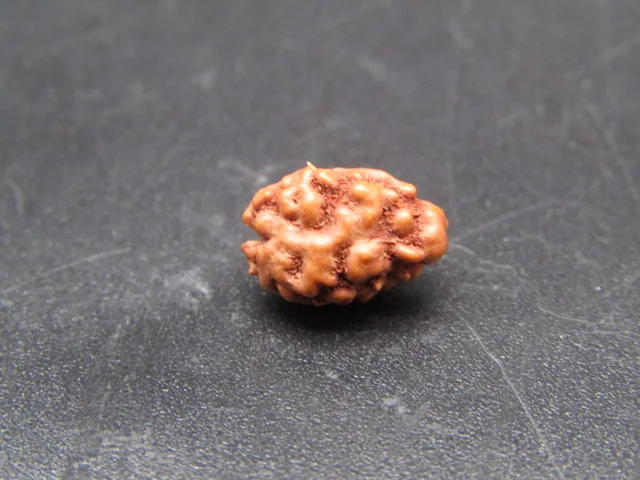2 Mukhi Rudraksha