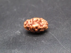 2 Mukhi Rudraksha