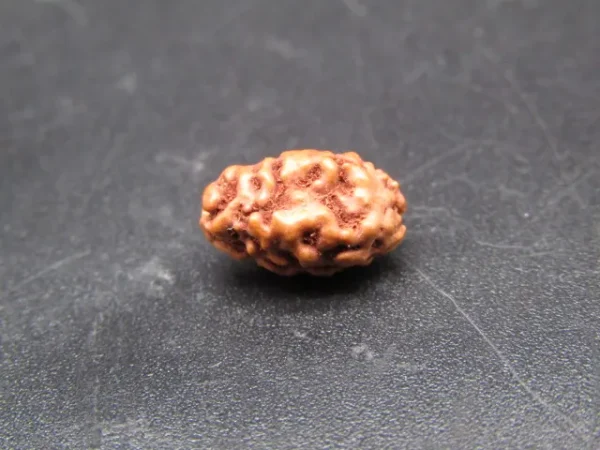 2 Mukhi Rudraksha