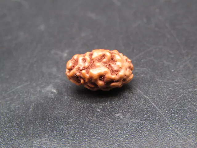 2 Mukhi Rudraksha