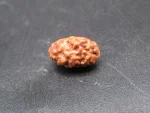 2 Mukhi Rudraksha