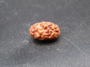 2 Mukhi Rudraksha