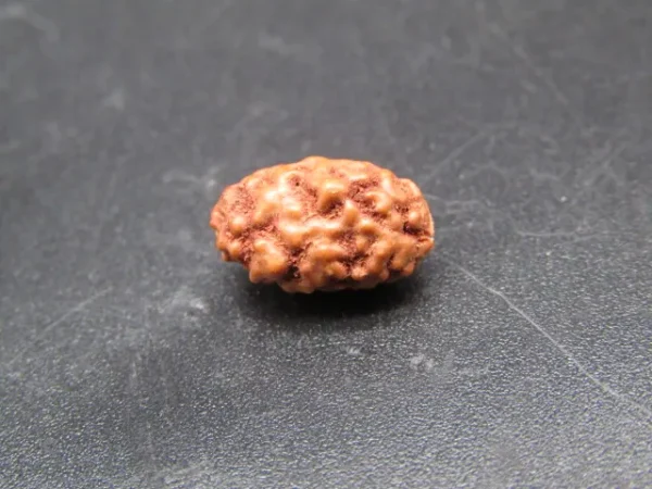 2 Mukhi Rudraksha