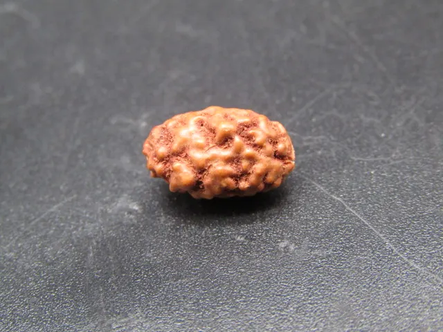 2 Mukhi Rudraksha