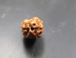 2 Mukhi Rudraksha