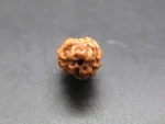 2 Mukhi Rudraksha