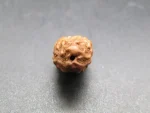 2 Mukhi Rudraksha
