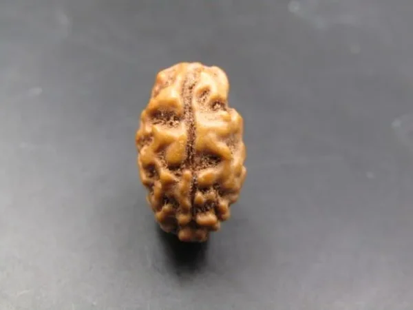 2 Mukhi Rudraksha