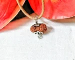 20 Mukhi Rudraksha