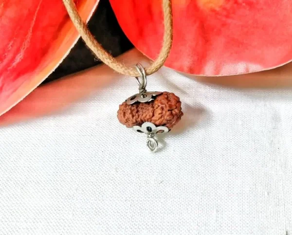20 Mukhi Rudraksha
