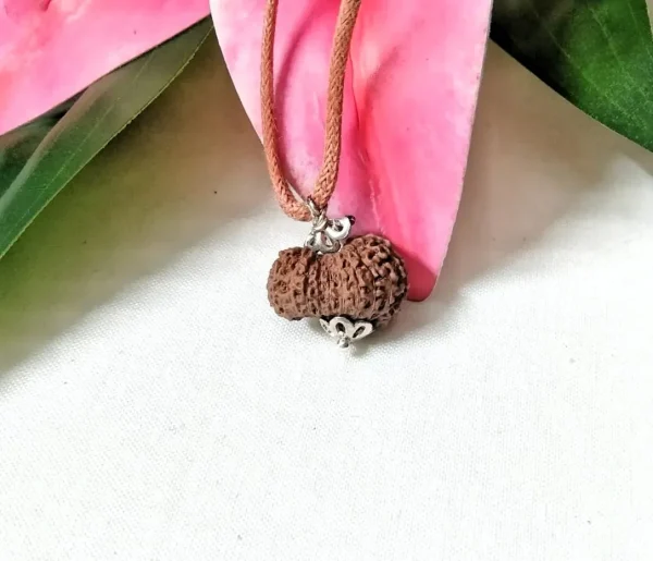 20 Mukhi Rudraksha