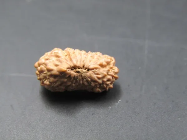 20 Mukhi Rudraksha