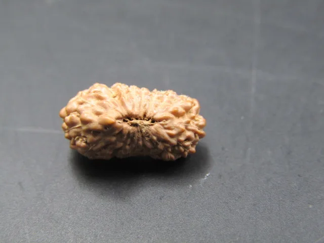 20 Mukhi Rudraksha