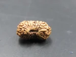 20 Mukhi Rudraksha