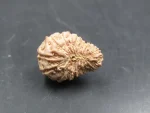 20 Mukhi Rudraksha