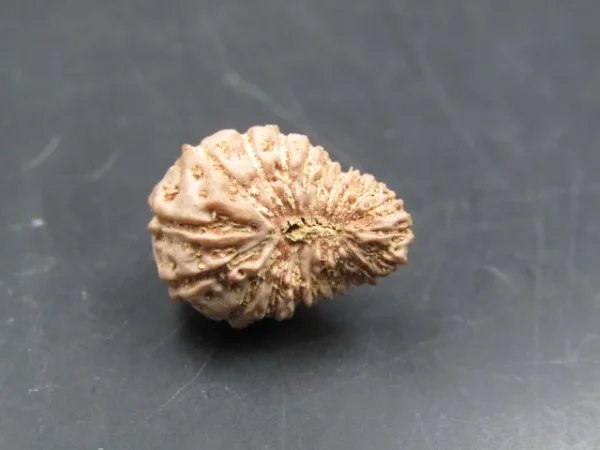 20 Mukhi Rudraksha