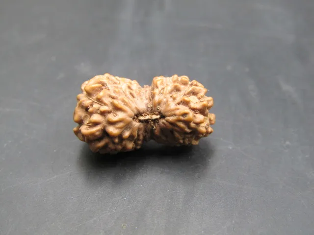 20 Mukhi Rudraksha