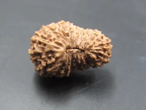 20 Mukhi Rudraksha