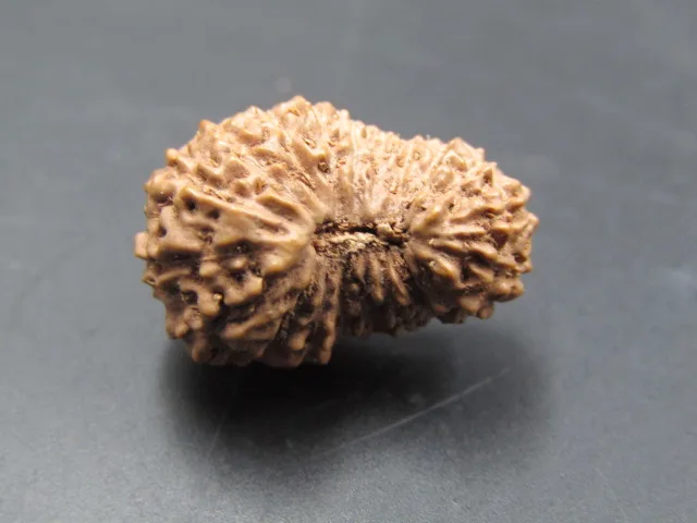 20 Mukhi Rudraksha