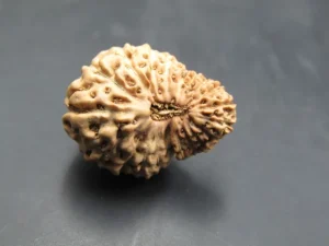 20 Mukhi Java Indonesia - Large II